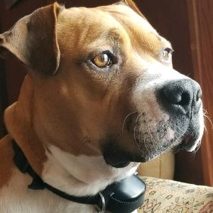 Meet your Posher, Steve